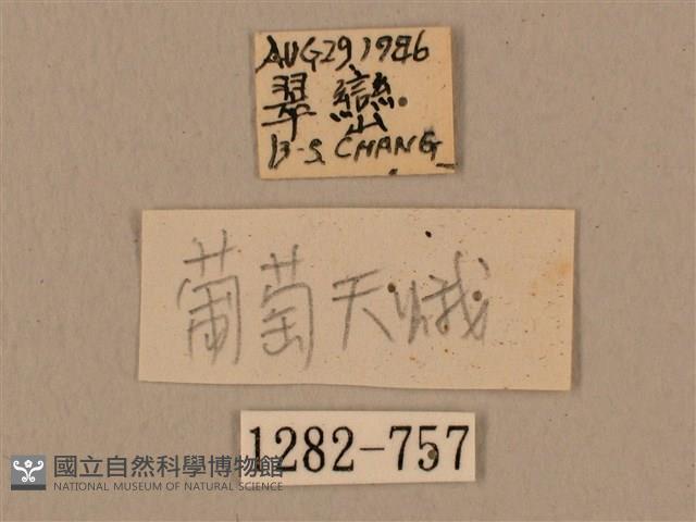 背中白天蛾藏品圖，第3張