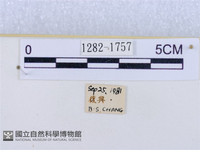 閃光苔蛾藏品圖，第3張