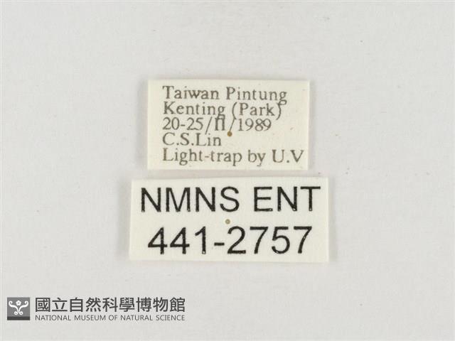 小白紋毒蛾藏品圖，第3張