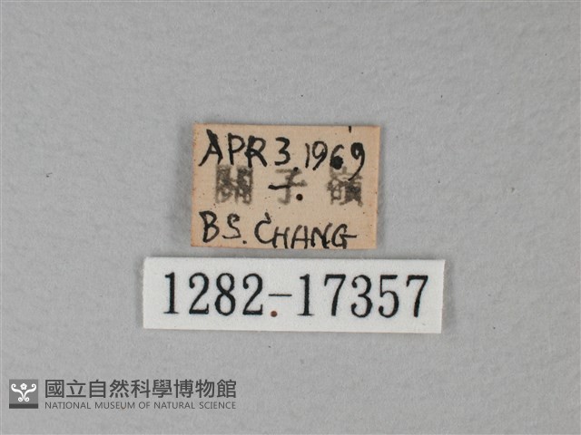 白裳貓蛺蝶藏品圖，第3張