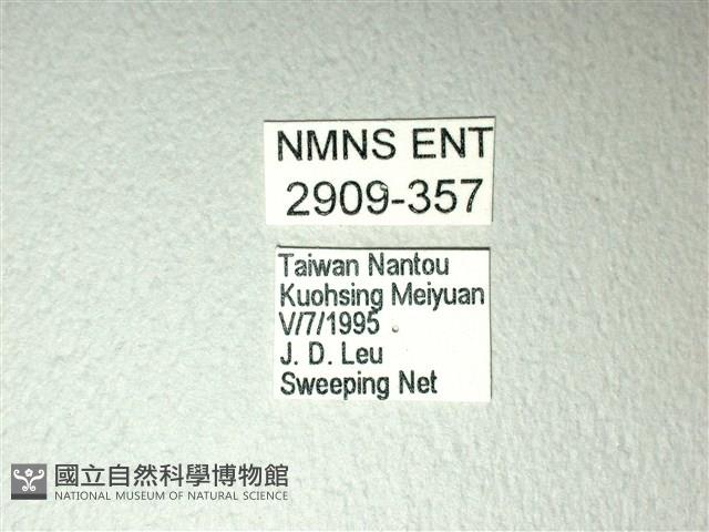 斑鳳蝶藏品圖，第3張