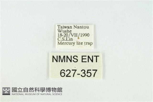 黑翅黃毒蛾藏品圖，第3張