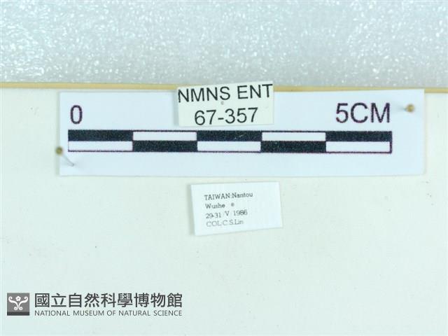 粉蝶燈蛾藏品圖，第3張