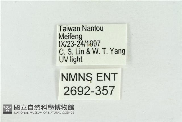 素木氏美波紋蛾藏品圖，第3張