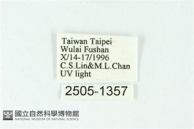 三色豔苔蛾藏品圖，第3張