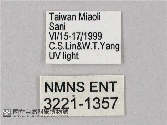 榆綠天蛾藏品圖，第3張