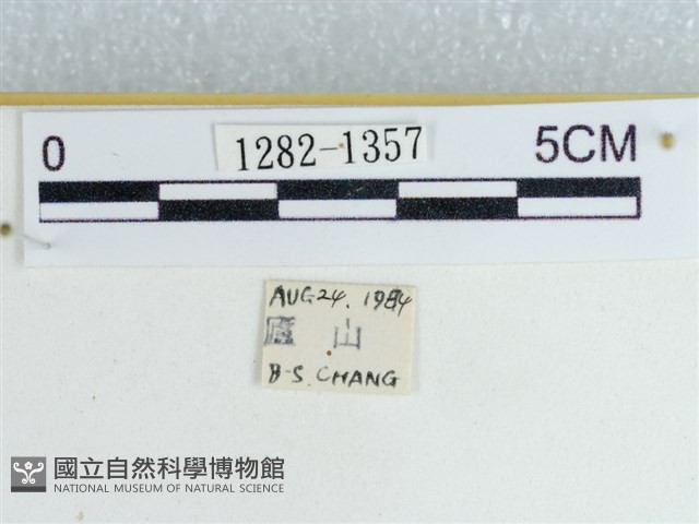 粉蝶燈蛾藏品圖，第3張