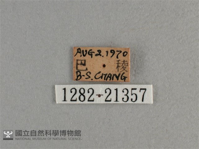 臺灣斑眼蝶藏品圖，第3張