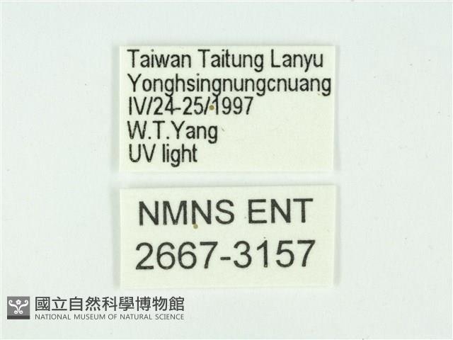 叉紋閃舞蛾藏品圖，第3張