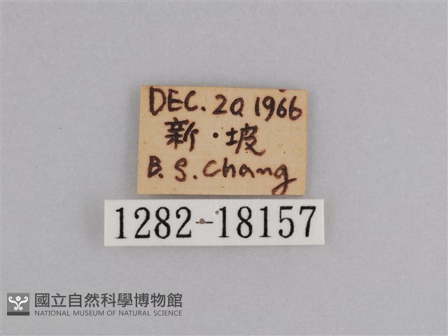 樺斑蝶藏品圖，第3張