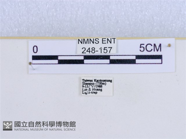 巨網燈蛾藏品圖，第3張