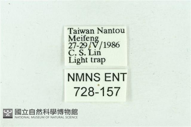 臺雪苔蛾藏品圖，第3張