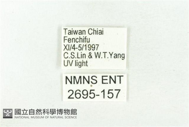 樹形尺蛾藏品圖，第3張