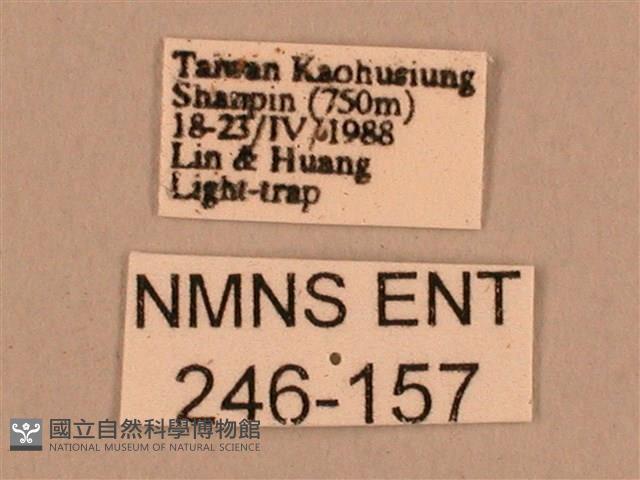 棕綠背線天蛾藏品圖，第3張