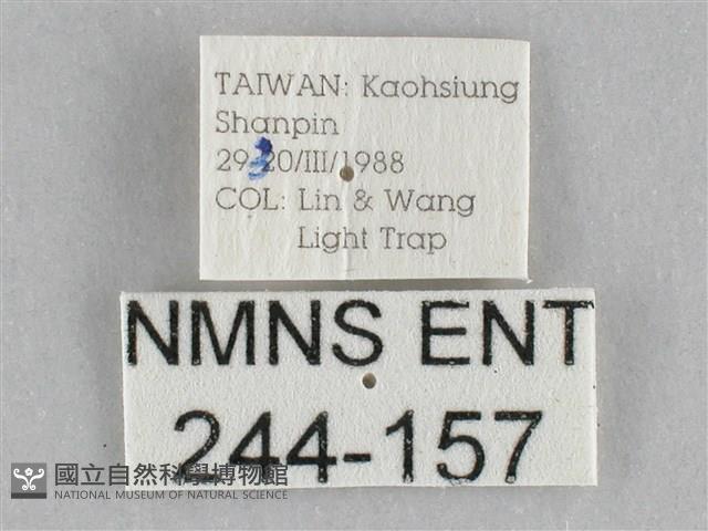 橙擬燈蛾藏品圖，第3張