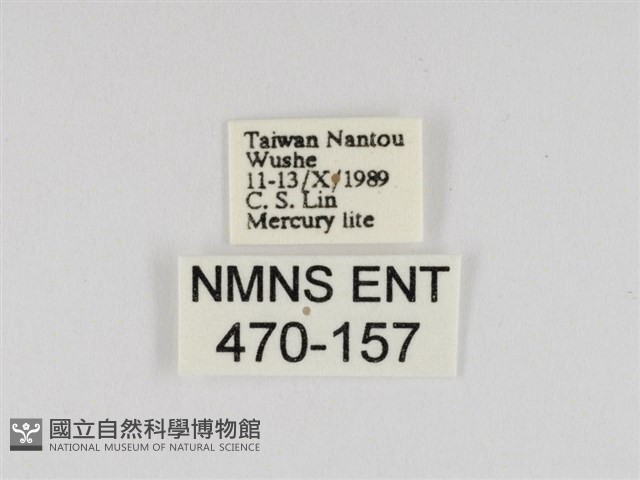 線紋篩蛾藏品圖，第3張