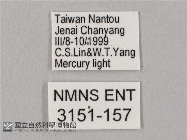 黑角六點天蛾藏品圖，第3張