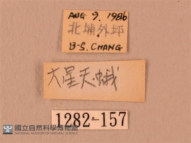 白星天蛾藏品圖，第3張