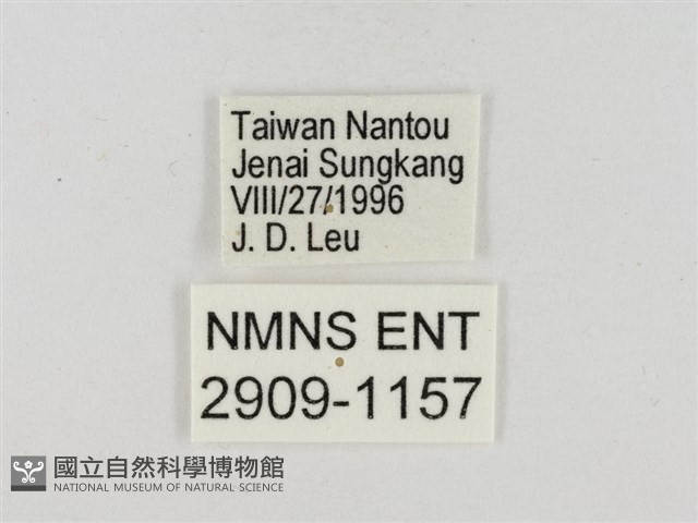 尖翅星弄蝶藏品圖，第3張