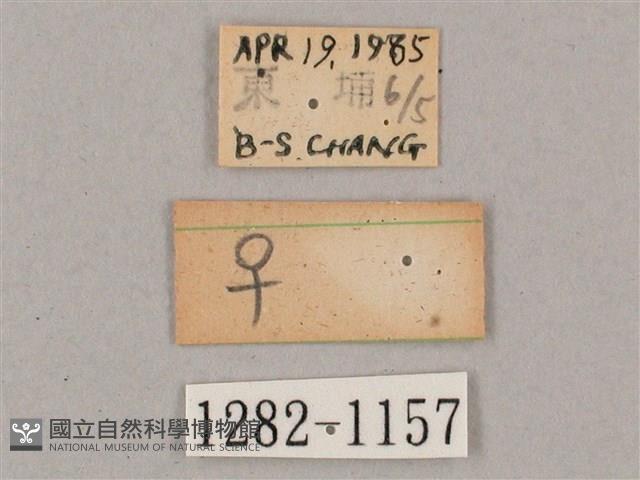 盾天蛾藏品圖，第3張