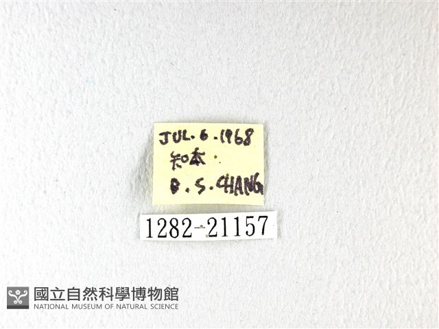 無紋黯弄蝶藏品圖，第3張