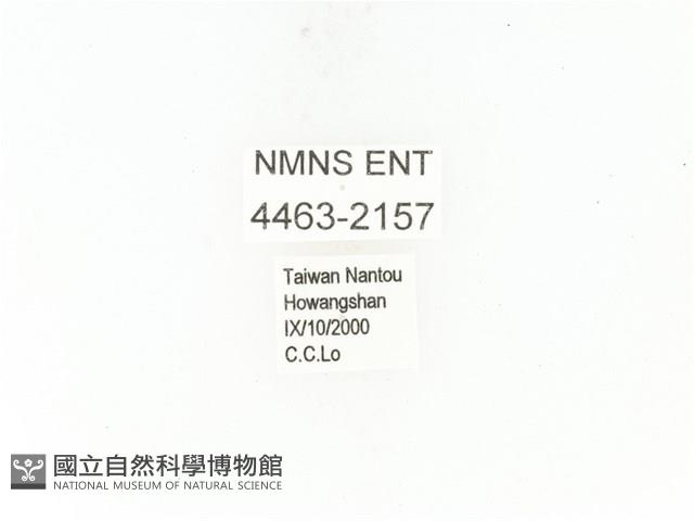 藍艷白點花金龜藏品圖，第2張