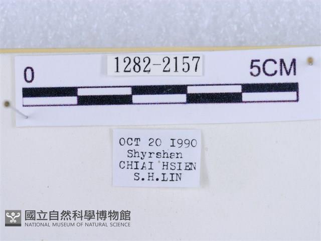 後凸蝶燈蛾藏品圖，第3張