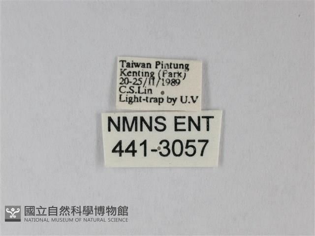 臺灣卵翅蛾藏品圖，第3張