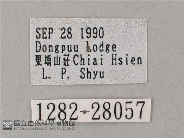 綠背斜紋天蛾藏品圖，第3張