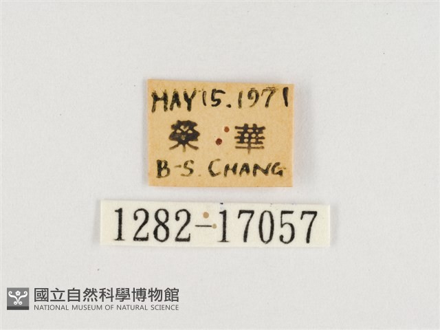 傲白蛺蝶藏品圖，第3張