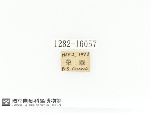 臺灣角金龜藏品圖，第2張