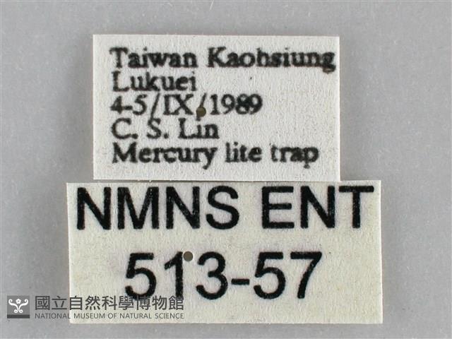 眉原褐刺蛾藏品圖，第3張