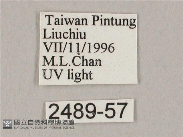 白點天蛾 藏品圖，第3張