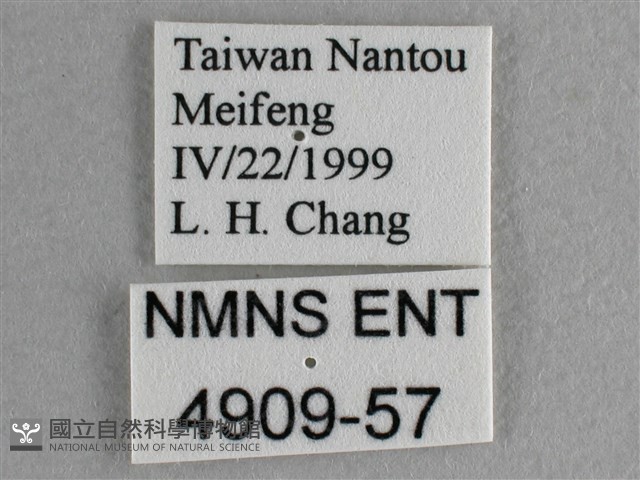 異色尖粉蝶藏品圖，第3張