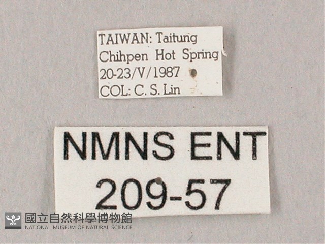 白點天蛾 藏品圖，第3張