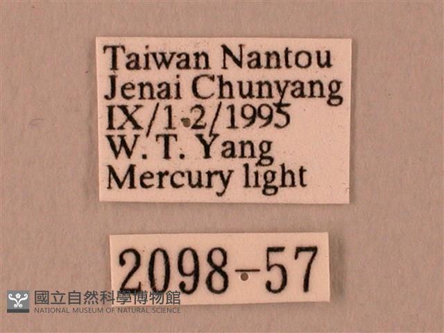 栗六點天蛾藏品圖，第3張