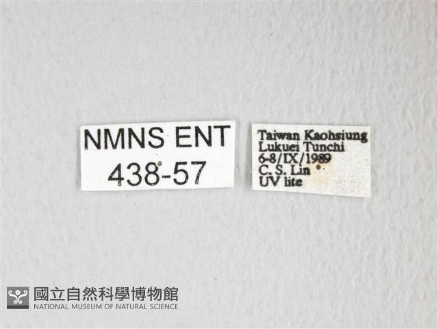 黃豹天蠶蛾藏品圖，第3張