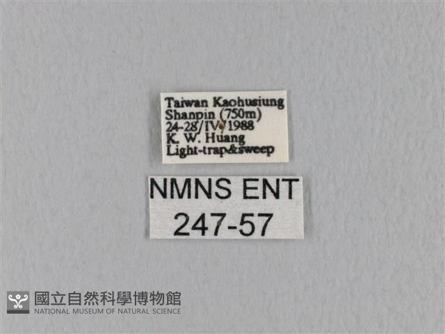 緣斑枯葉蛾藏品圖，第3張