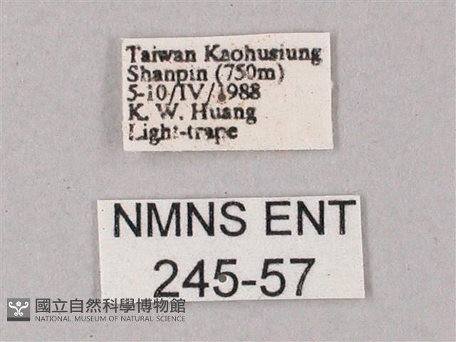 綠背斜紋天蛾藏品圖，第3張