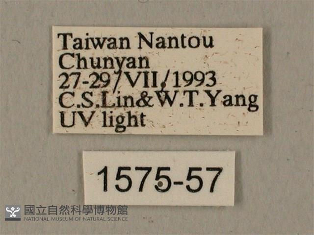 半緣缺角天蛾藏品圖，第3張