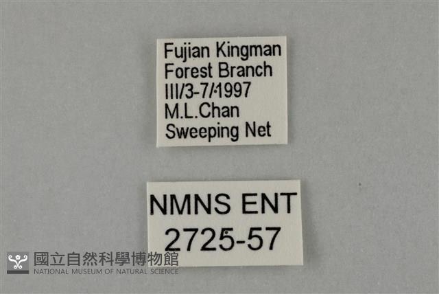 藍灰蝶沖繩亞種藏品圖，第3張