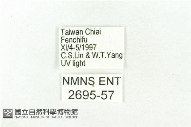 樹形尺蛾藏品圖，第3張