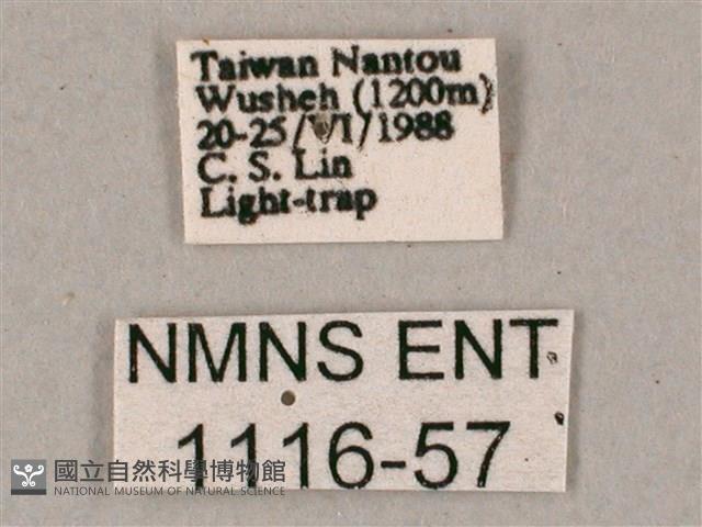 榆綠天蛾藏品圖，第3張