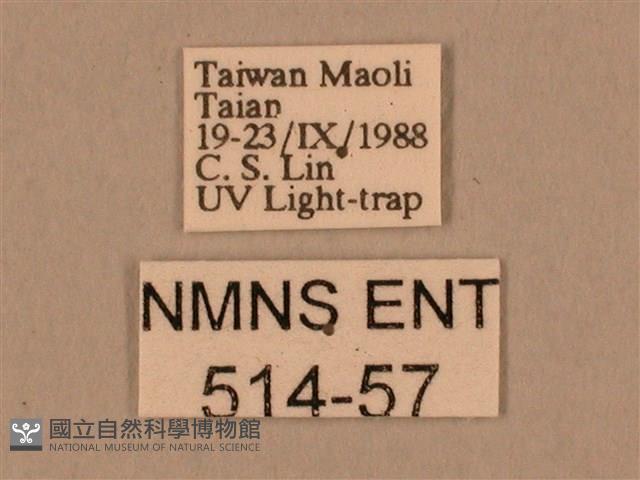 棕綠背線天蛾藏品圖，第3張