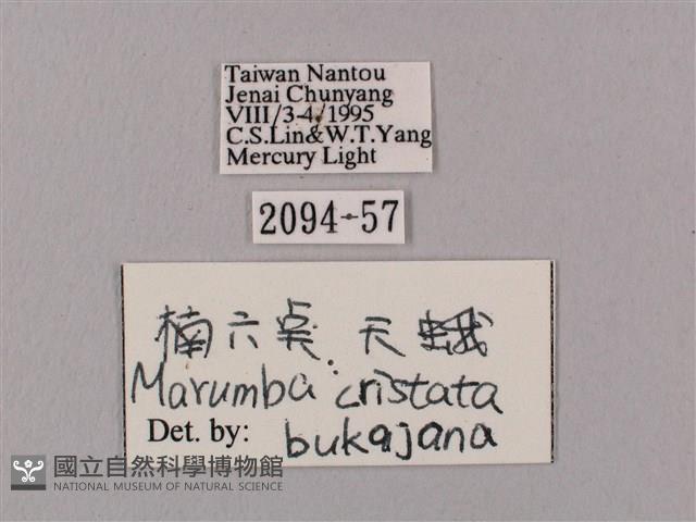 桃紅六點天蛾藏品圖，第3張