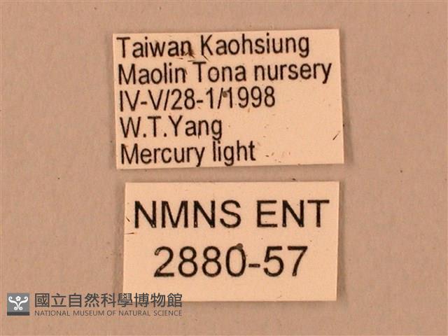 臺灣鋸翅天蛾藏品圖，第3張