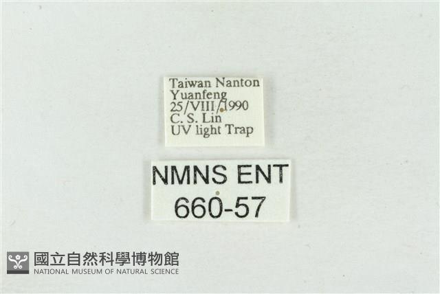 臺美波紋蛾藏品圖，第3張