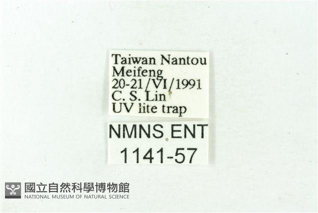 赭新污燈蛾藏品圖，第3張