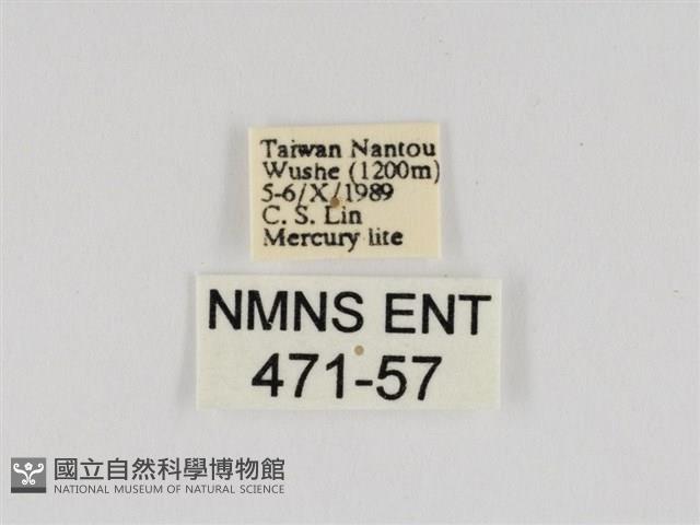 線紋篩蛾藏品圖，第3張