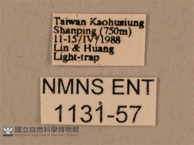 背中白天蛾藏品圖，第3張